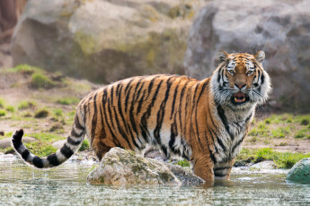 Картинка животные тигры амурский тигр вода