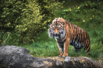 Картинка животные тигры хищник злость ярость дикая кошка
