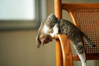 Картинка животные коты стул котёнок