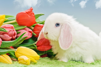 Картинка животные кролики зайцы тюльпаны кролик