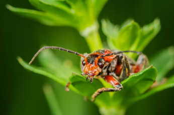 Картинка животные насекомые жук макро