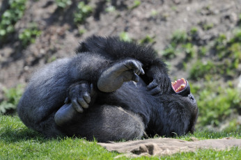Картинка животные обезьяны смешной горилла