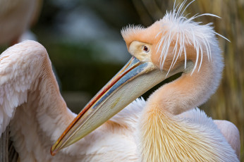 Картинка животные пеликаны розовый хохолок клюв