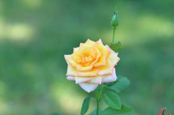 Картинка цветы розы бутончик
