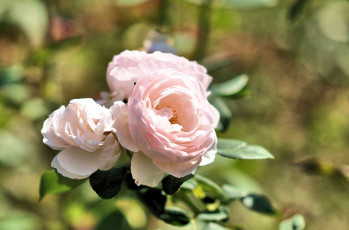 Картинка цветы розы розовые лепестки