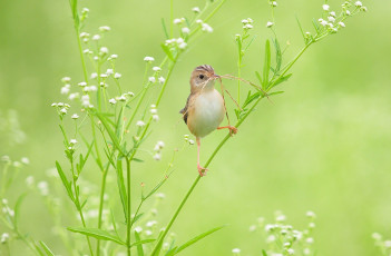 Картинка животные птицы птичка трава
