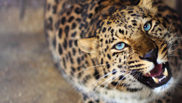 Картинка животные леопарды леопард взгляд рычание