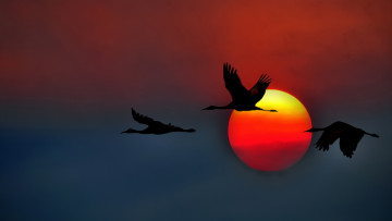 Картинка животные журавли закат полет солнце силуэты