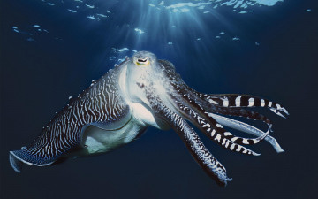 Картинка животные морская фауна подводный мир свет океан кальмар