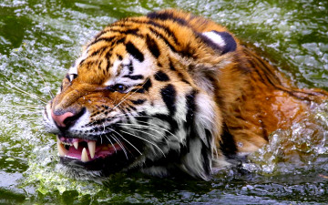 Картинка животные тигры плывет морда клыки вода