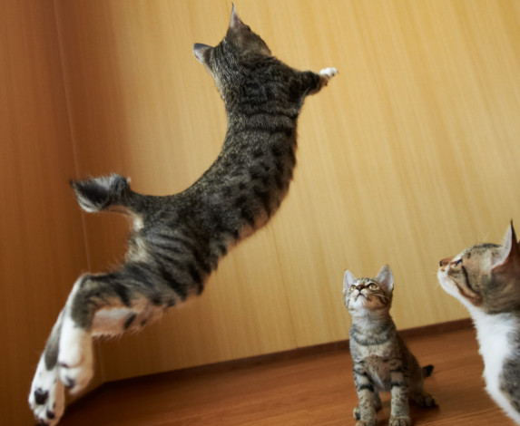 Обои картинки фото животные, коты, прыжок