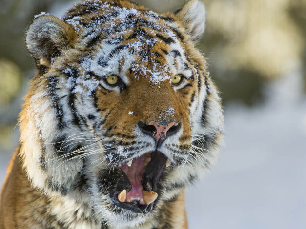Обои картинки фото животные, тигры, снег, пасть, морда