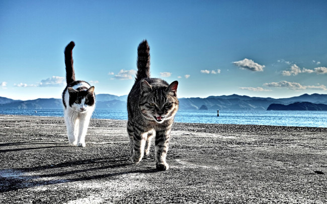 Обои картинки фото хвостатый, вояж, животные, коты, море, пляж, хвосты, прогулка