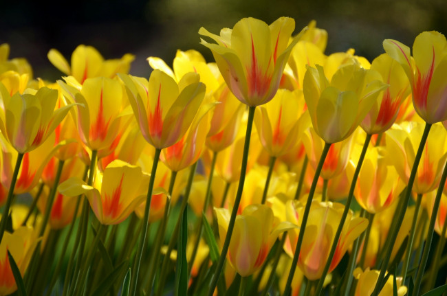 Обои картинки фото цветы, тюльпаны, бутоны, жёлтые
