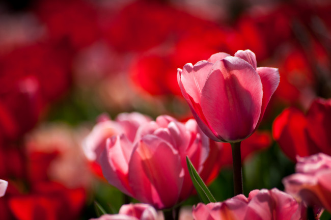 Обои картинки фото цветы, тюльпаны, бутон