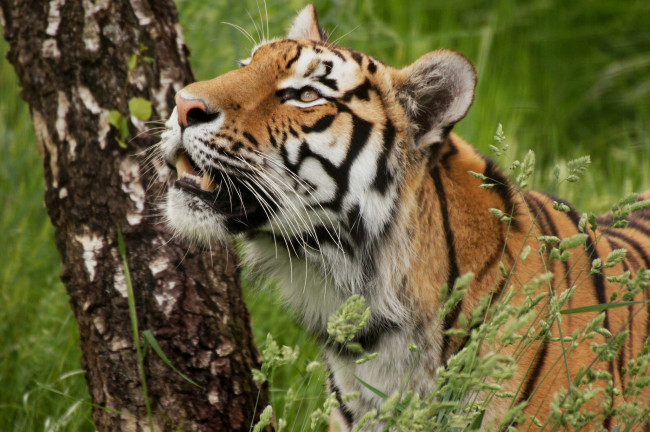 Обои картинки фото животные, тигры, дикая, кошка, дерево, берёза, трава