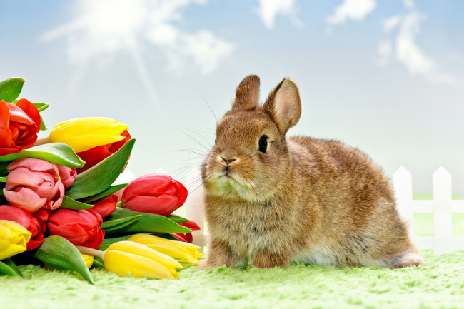 Обои картинки фото животные, кролики, зайцы, тюльпаны, кролик