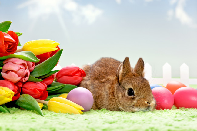 Обои картинки фото животные, кролики, зайцы, яйца, крашенки, пасха, тюльпаны, кролик