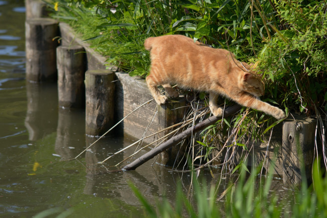 Обои картинки фото животные, коты, рыжий, кот, переход, ситуация, вода