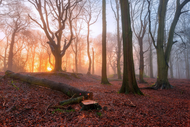 Обои картинки фото природа, лес, осень, утро, туман, деревья