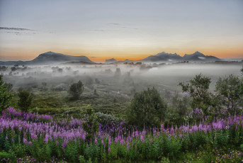 Картинка природа пейзажи трава поле туман цветы