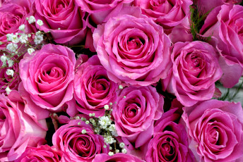 Картинка цветы розы гипсофила букет бутоны розовый