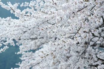Картинка цветы цветущие+деревья+ +кустарники весна ветки дерево