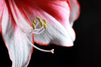Картинка цветы лилии +лилейники лепестки красный белый макро цветок
