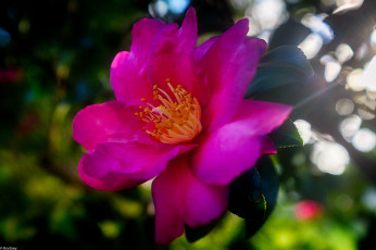 Картинка цветы магнолии макро цветок ветка боке розовый магнолия