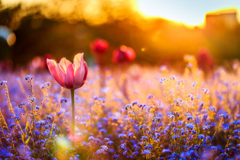 Картинка цветы разные+вместе тюльпан закат поле