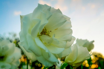 Картинка цветы розы роза белая бутон
