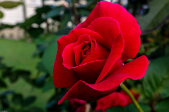 Картинка цветы розы роза лепестки листья куст красная