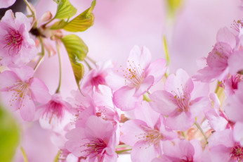 Картинка цветы сакура +вишня небо макро весна ветки