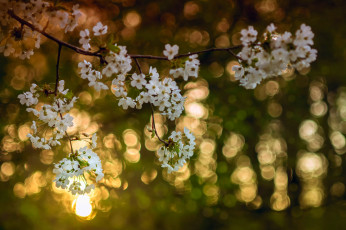 Картинка цветы сакура +вишня весна апрель ветки яблони цвет свет боке