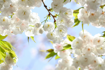 Картинка цветы сакура +вишня весна лепестки ветки листья цветение небо