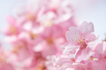 Картинка цветы сакура +вишня ветки небо макро весна