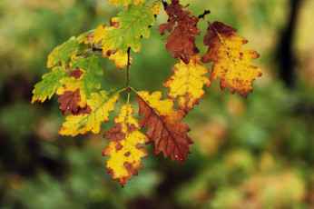 Картинка природа листья ветка дуб осень