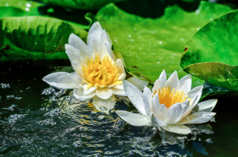 Картинка цветы лилии+водяные +нимфеи +кувшинки макро капли цветок вода лилия