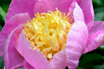 Картинка цветы пионы капли макро розовый пион лепестки