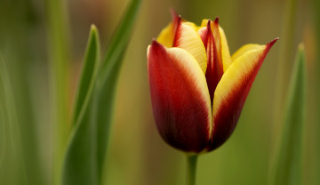 Картинка цветы тюльпаны цветок тюльпан природа макро