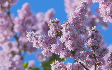 Картинка цветы сирень лепестки макро природа весна