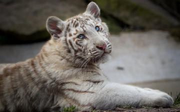 Картинка white+tiger животные тигры белый тигр