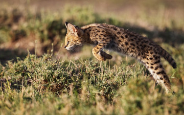 Картинка животные сервалы африка кения сервал кустарниковая кошк leptailurus serval прыжок