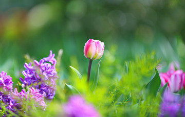 Картинка цветы разные+вместе тюльпаны гиацинты сиреневые розовые зелень трава весна макро боке