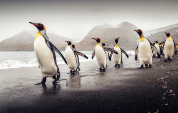Картинка животные пингвины енот лес дерево ветки снег