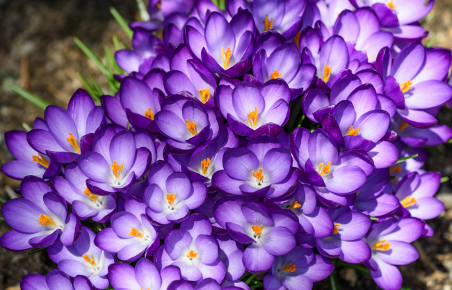 Обои картинки фото цветы, крокусы, весна, макро, фиолетовый