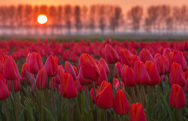 Обои картинки фото цветы, тюльпаны, солнце, закат, деревья, поле, плантация