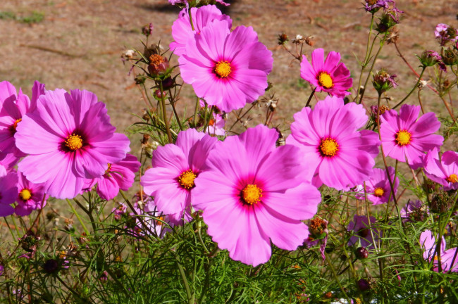 Обои картинки фото цветы, космея, полевые, природа, розовые, flowers