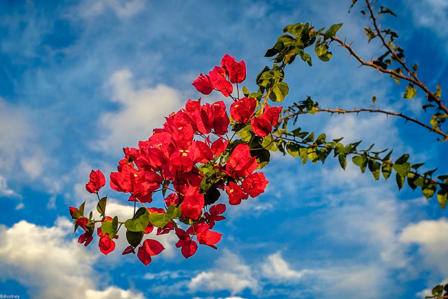 Обои картинки фото цветы, бугенвиллея, ветка, бегенвиллея, красные, небо, облака