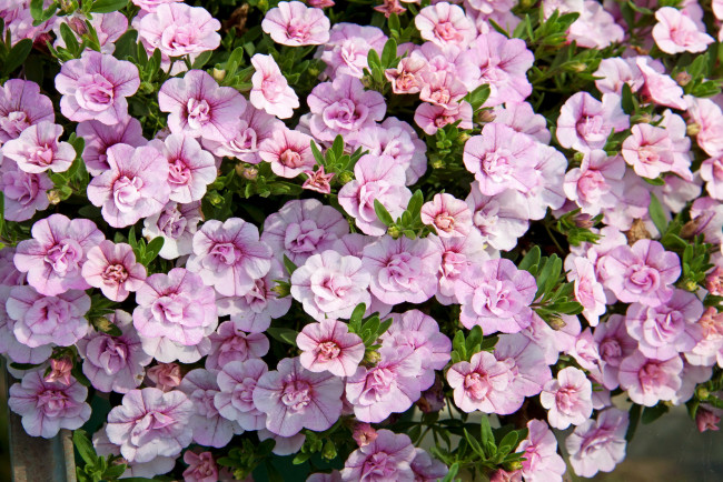 Обои картинки фото цветы, петунии,  калибрахоа, калибрахоа, петунья, розовая, много